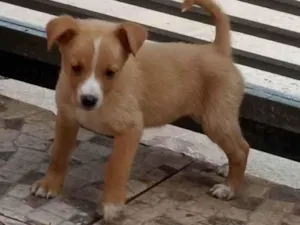 Cachorro raça SRD-ViraLata idade 2 a 6 meses nome Lobinho