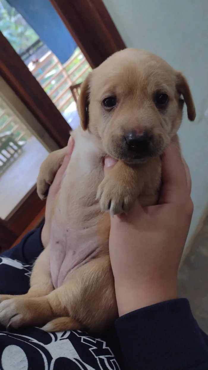 Cachorro ra a Labrador idade Abaixo de 2 meses nome Sol 