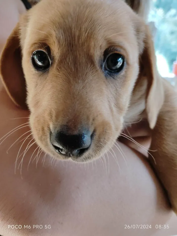 Cachorro ra a Labrador idade Abaixo de 2 meses nome Sol 