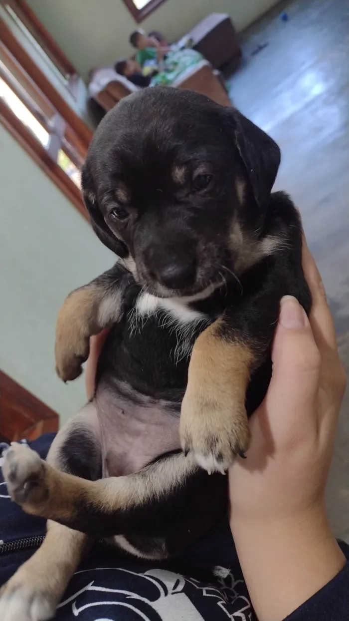 Cachorro ra a Labrador idade Abaixo de 2 meses nome Lua 