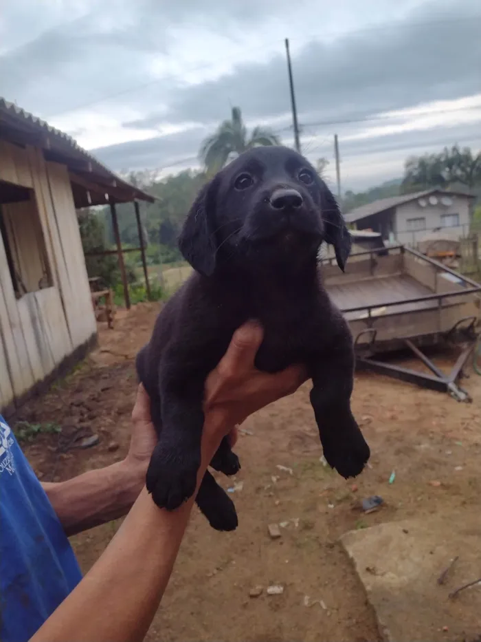 Cachorro ra a Labrador idade Abaixo de 2 meses nome Pretinha 