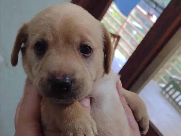 Cachorro ra a Labrador idade Abaixo de 2 meses nome Sol 