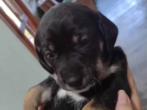 Cachorro raça Labrador idade Abaixo de 2 meses nome Lua 