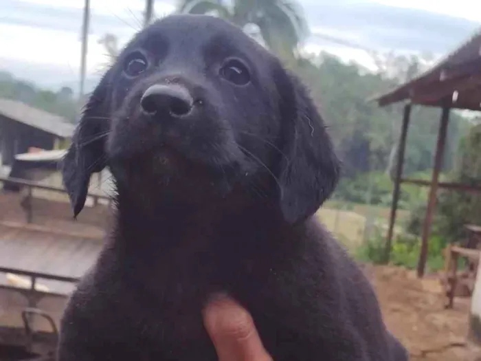 Cachorro ra a Labrador idade Abaixo de 2 meses nome Pretinha 