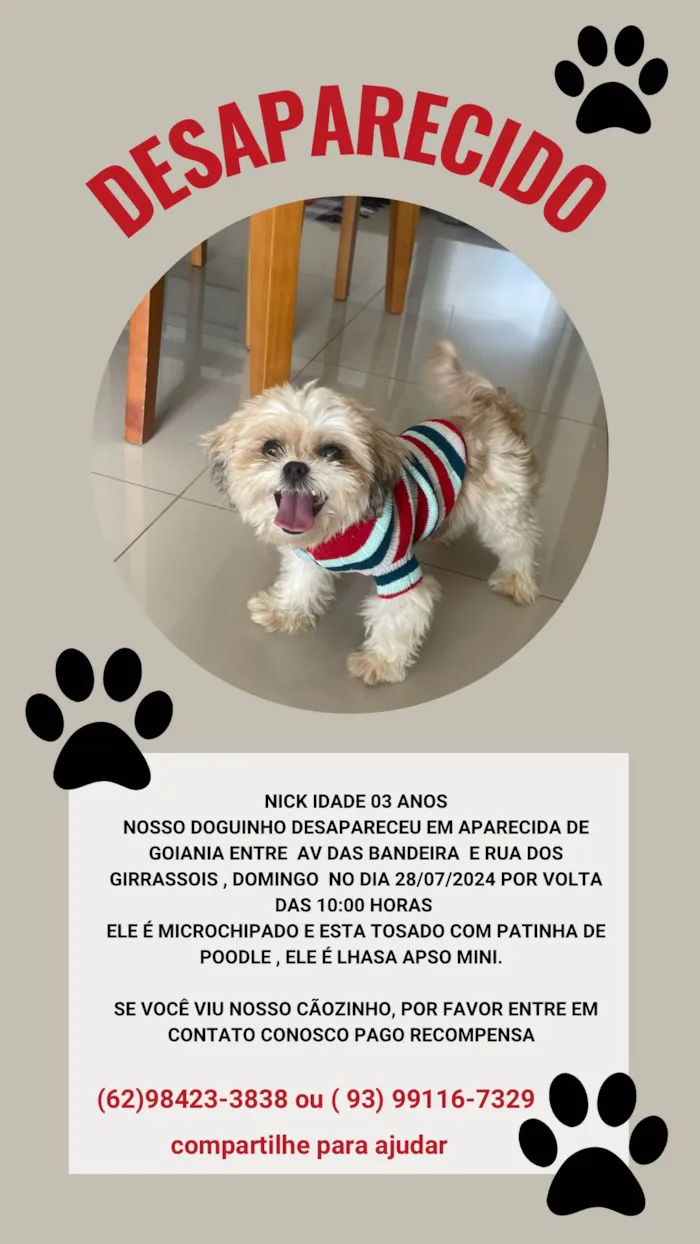 Cachorro ra a Lhasa Apso idade 3 anos nome Nick