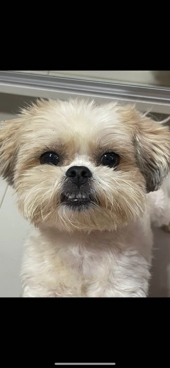 Cachorro ra a Lhasa Apso idade 3 anos nome Nick