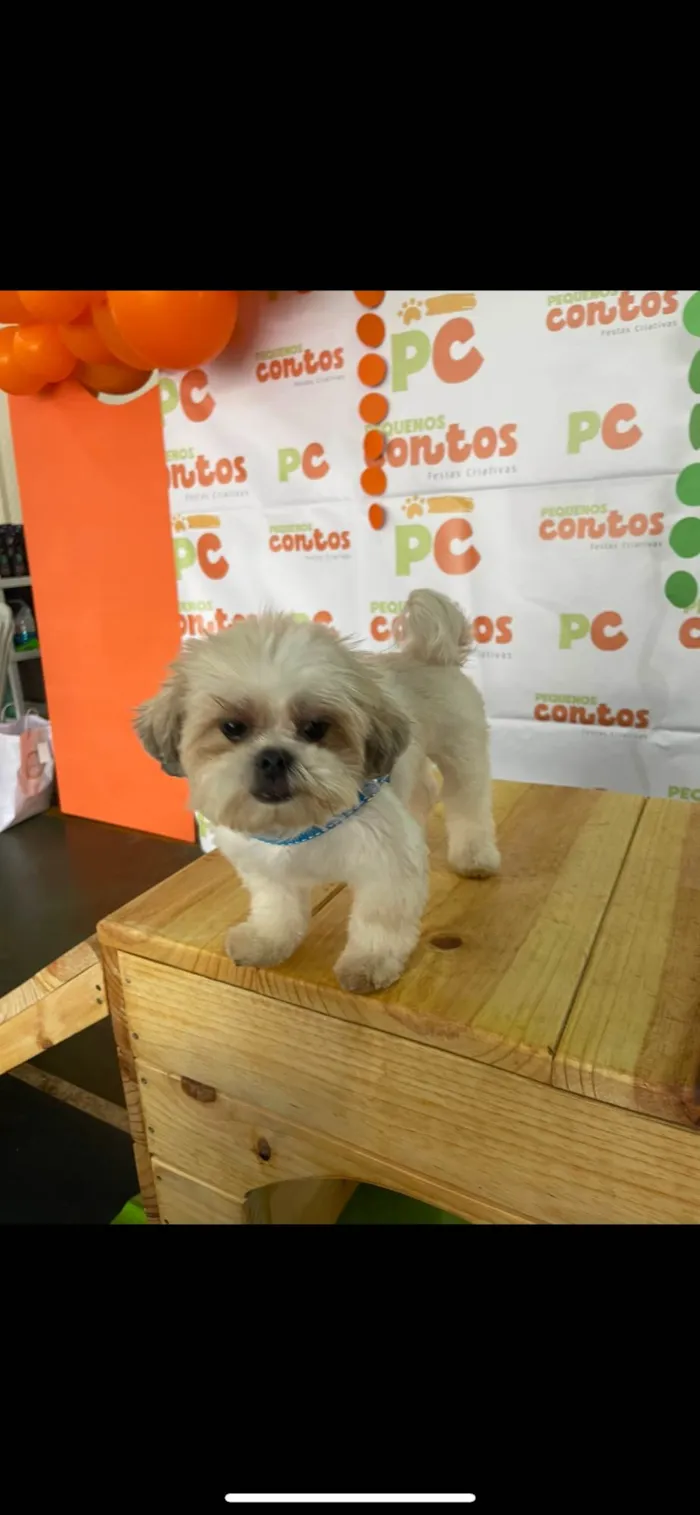 Cachorro ra a Lhasa Apso idade 3 anos nome Nick