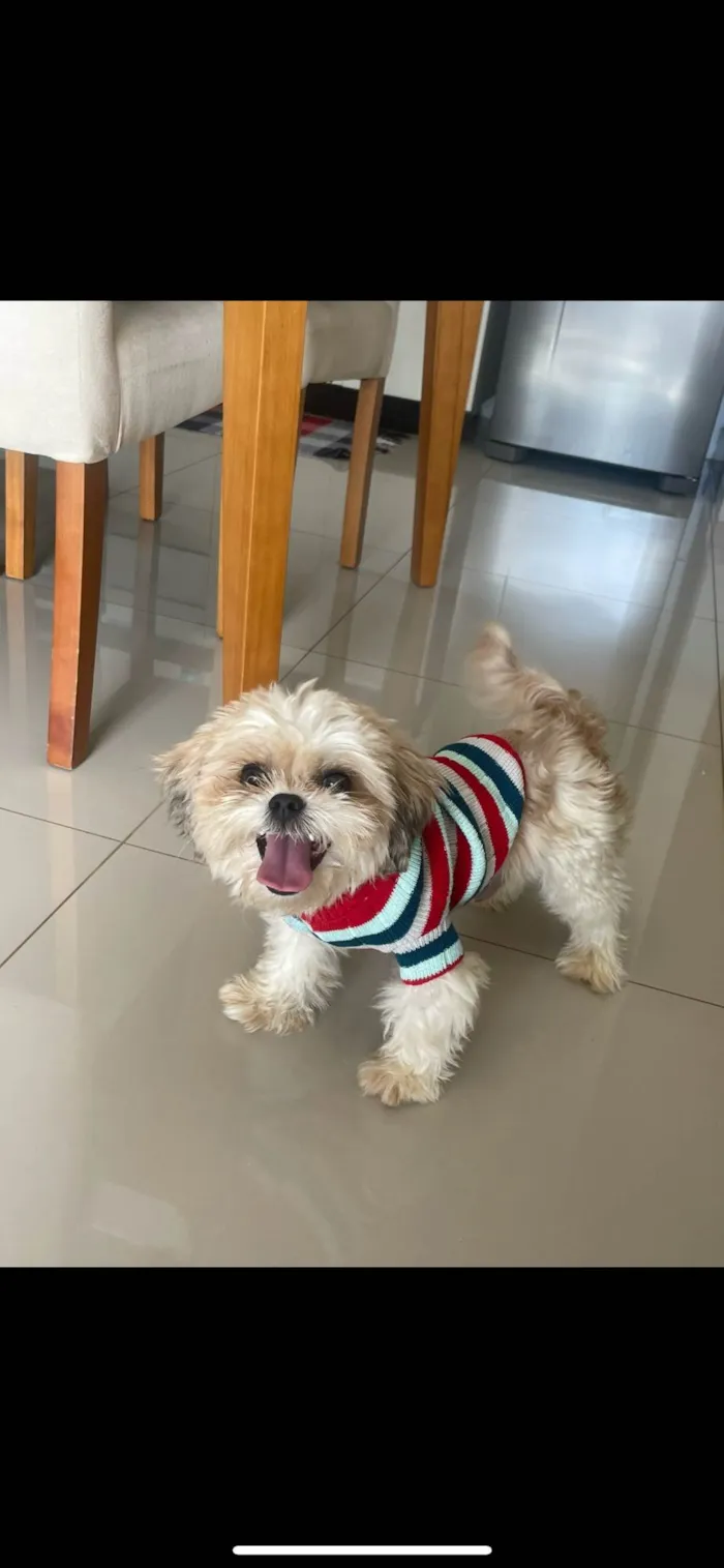 Cachorro ra a Lhasa Apso idade 3 anos nome Nick