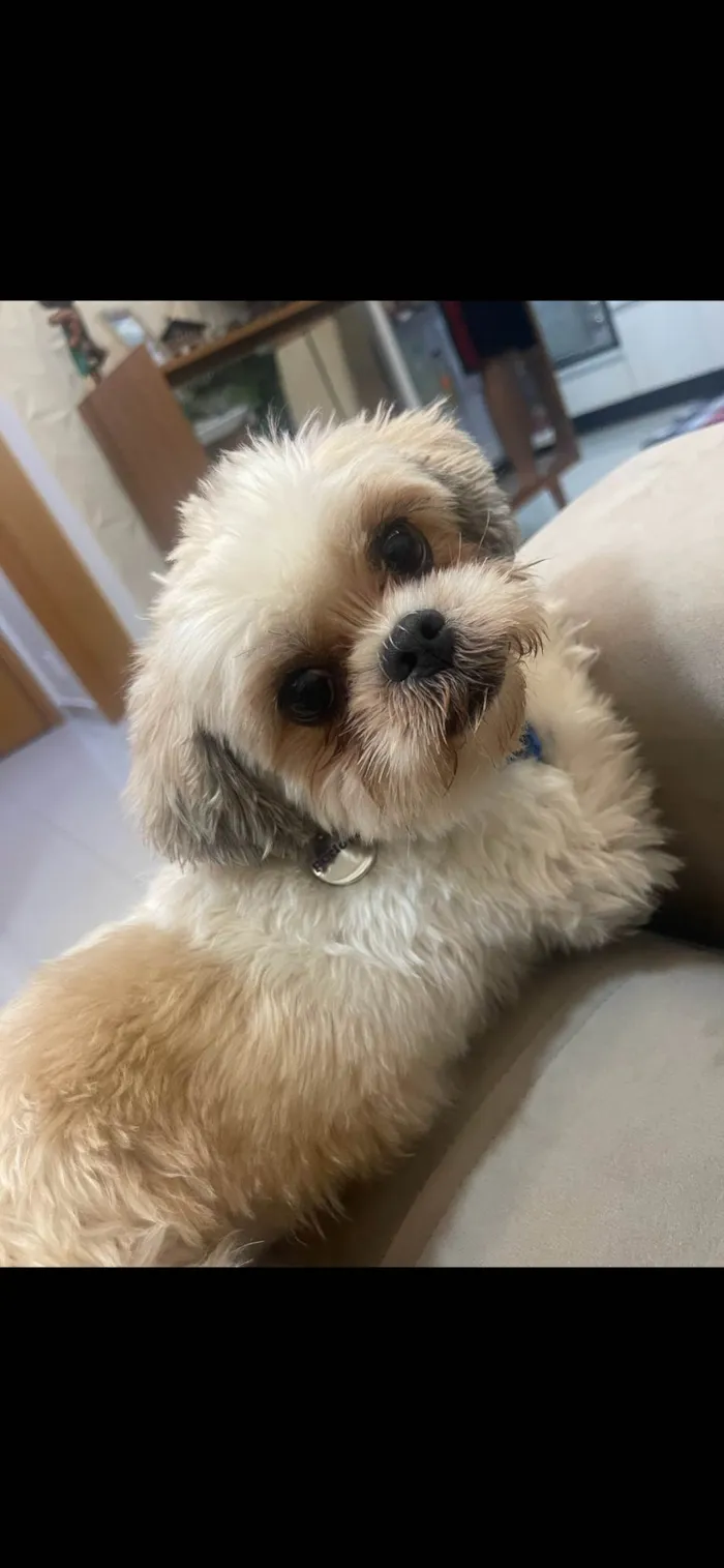 Cachorro ra a Lhasa Apso idade 3 anos nome Nick