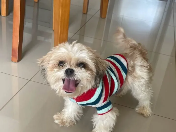 Cachorro ra a Lhasa Apso idade 3 anos nome Nick