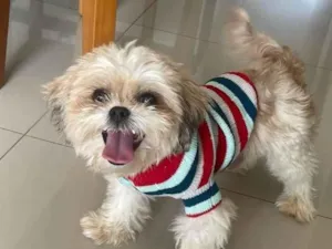 Cachorro raça Lhasa Apso idade 3 anos nome Nick