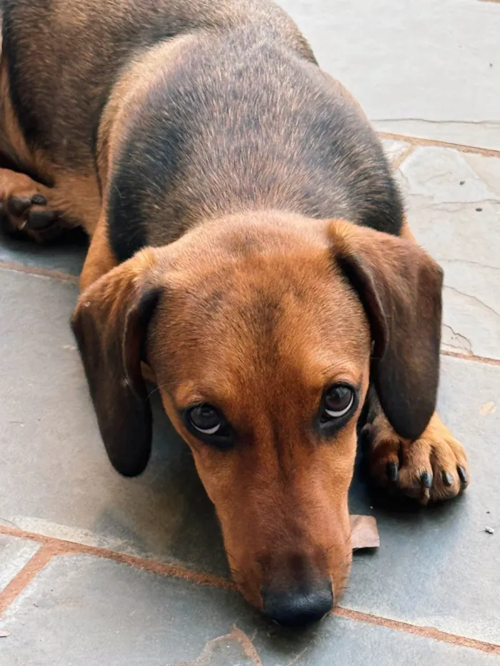 Cachorro ra a SRD-ViraLata idade 2 a 6 meses nome Eleonor 