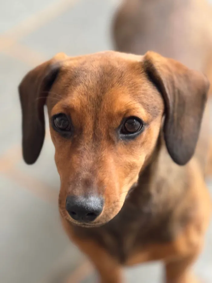 Cachorro ra a SRD-ViraLata idade 2 a 6 meses nome Eleonor 