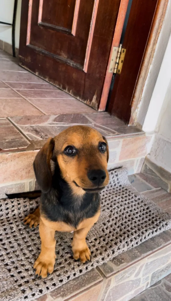 Cachorro ra a SRD-ViraLata idade 2 a 6 meses nome Eleonor 