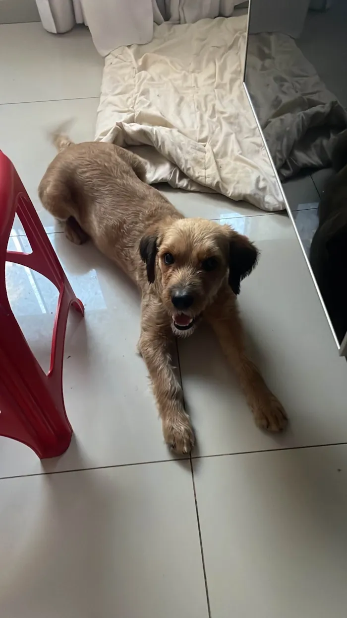 Cachorro ra a SRD-ViraLata idade 2 anos nome Sem nome 