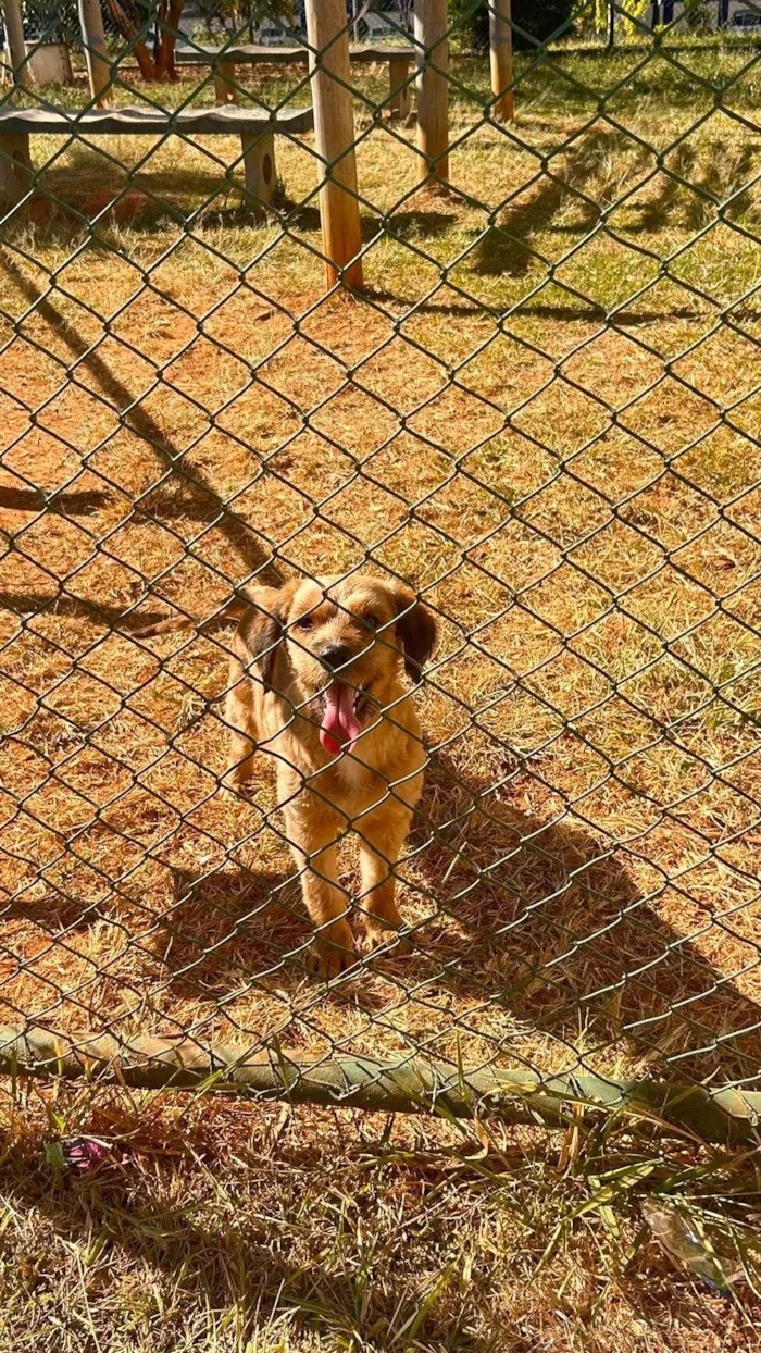 Cachorro ra a SRD-ViraLata idade 2 anos nome Sem nome 