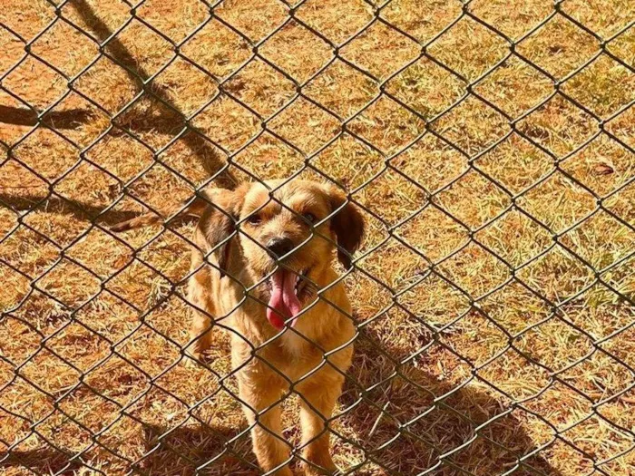 Cachorro ra a SRD-ViraLata idade 2 anos nome Sem nome 