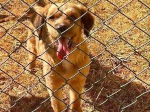 Cachorro raça SRD-ViraLata idade 2 anos nome Sem nome 