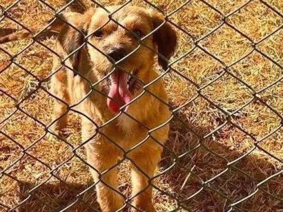 Cachorro raça SRD-ViraLata idade 2 anos nome Sem nome 