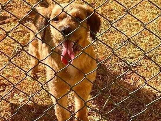 Cachorro ra a SRD-ViraLata idade 2 anos nome Sem nome 