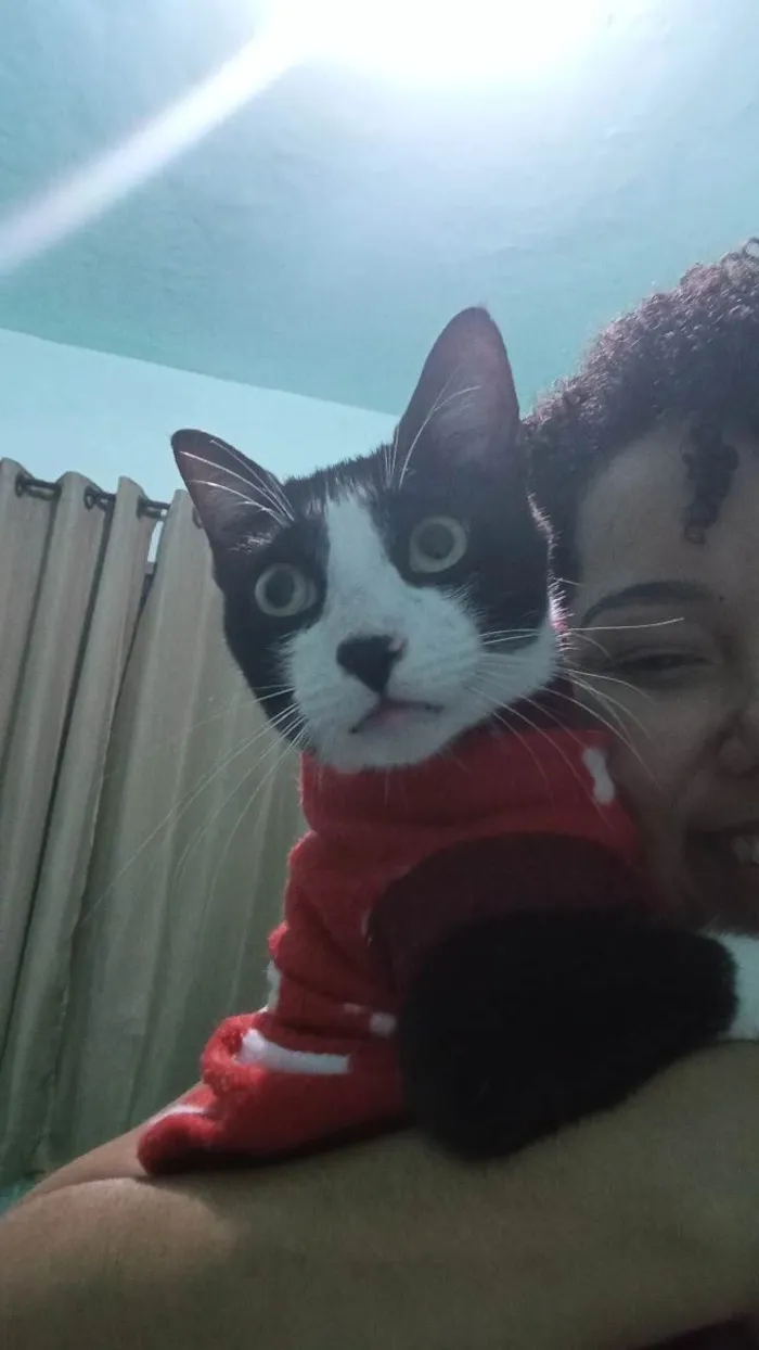 Gato ra a SRD-ViraLata idade 1 ano nome Lanche 