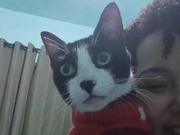 Gato ra a SRD-ViraLata idade 1 ano nome Lanche 