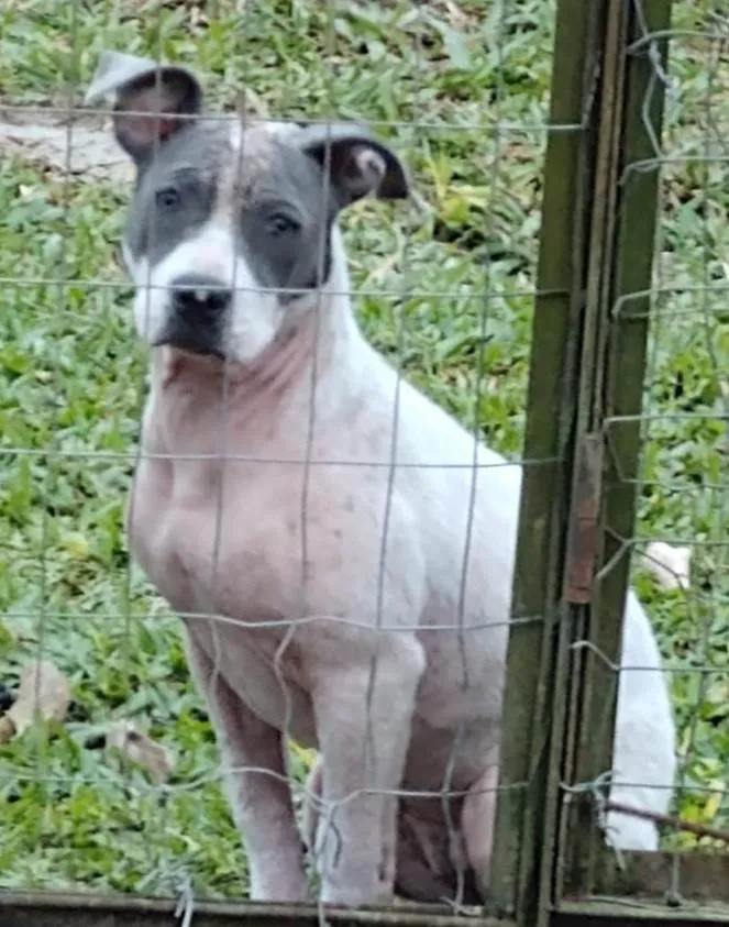 Cachorro ra a Pit-Bull idade 2 a 6 meses nome KYARA