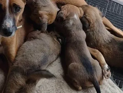 Cachorro raça SRD-ViraLata idade Abaixo de 2 meses nome Sem nome