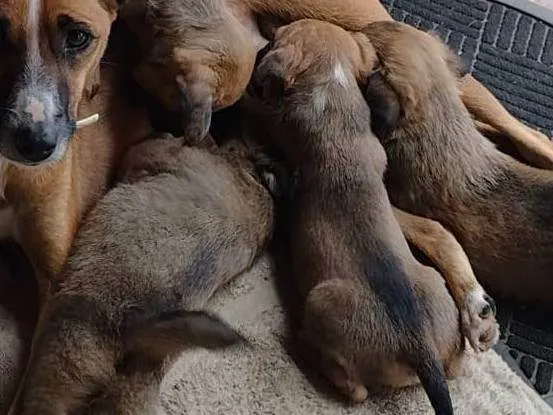 Cachorro ra a SRD-ViraLata idade Abaixo de 2 meses nome Sem nome