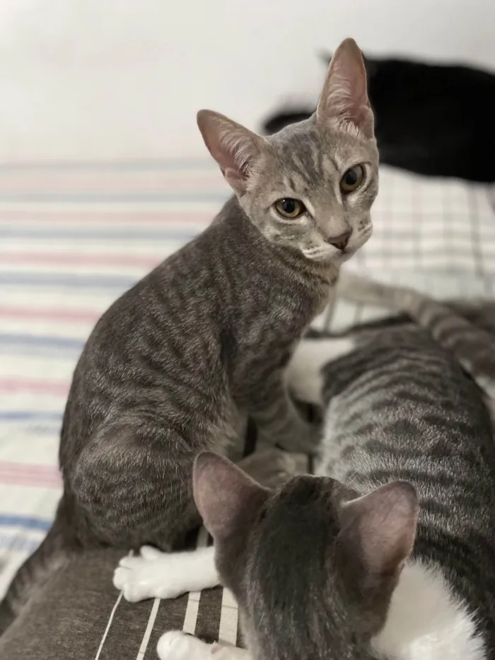 Gato ra a SRD-ViraLata idade 2 a 6 meses nome Gatinhas sem nome