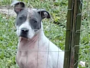 Cachorro raça Pit-Bull idade 2 a 6 meses nome KYARA