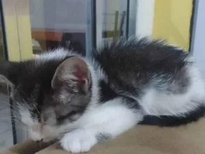 Gato raça SRD-ViraLata idade 2 a 6 meses nome Não tem 