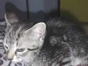 Gato raça SRD-ViraLata idade 2 a 6 meses nome Não tem 