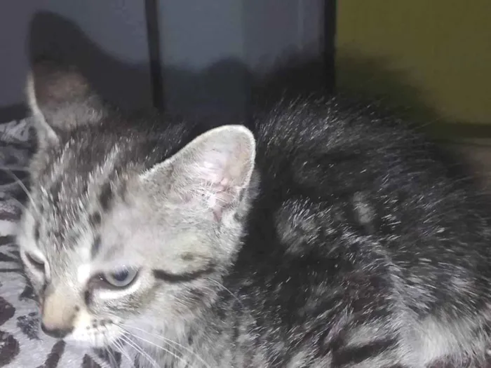 Gato ra a SRD-ViraLata idade 2 a 6 meses nome Não tem 