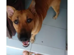 Cachorro raça Pastor Alemão idade 4 anos nome Scooby