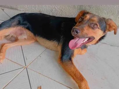 Cachorro raça SRD-ViraLata idade 1 ano nome Apollo