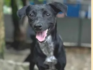 Cachorro raça SRD-ViraLata idade 4 anos nome Blanche 