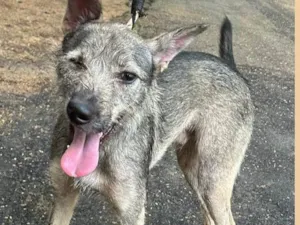 Cachorro raça SRD-ViraLata idade 2 anos nome Porthos