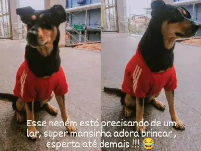 Cachorro raça SRD-ViraLata idade 1 ano nome PRETINHA