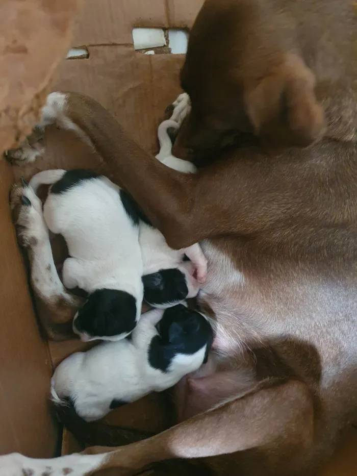 Cachorro ra a SRD-ViraLata idade Abaixo de 2 meses nome Filhotinhos de cachorro vira-latas 