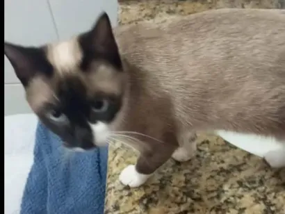 Gato raça Siamês idade 7 a 11 meses nome Mia