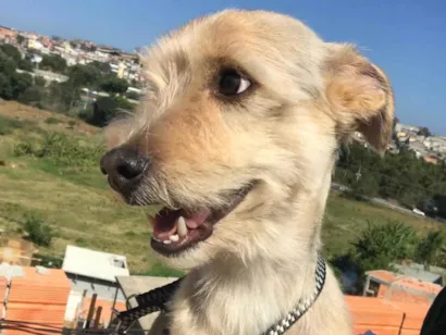 Cachorro raça SRD-ViraLata idade 2 anos nome Bob