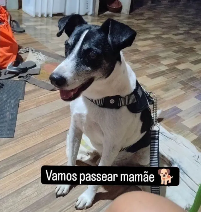 Cachorro ra a SRD-ViraLata idade 6 ou mais anos nome NERO