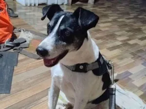 Cachorro raça SRD-ViraLata idade 6 ou mais anos nome NERO