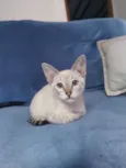 Filó