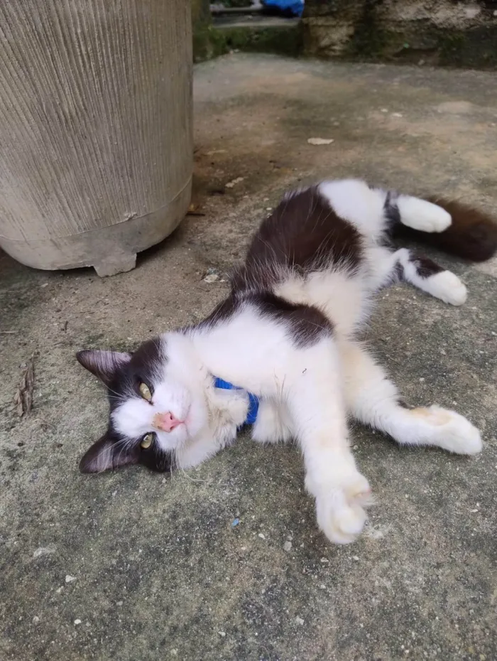 Gato ra a SRD-ViraLata idade 1 ano nome Frajola 