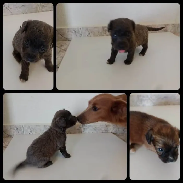 Cachorro ra a Shitzu idade Abaixo de 2 meses nome sem nome