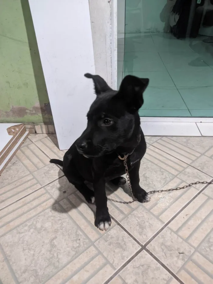 Cachorro ra a Pit-Bull idade 2 a 6 meses nome Thor