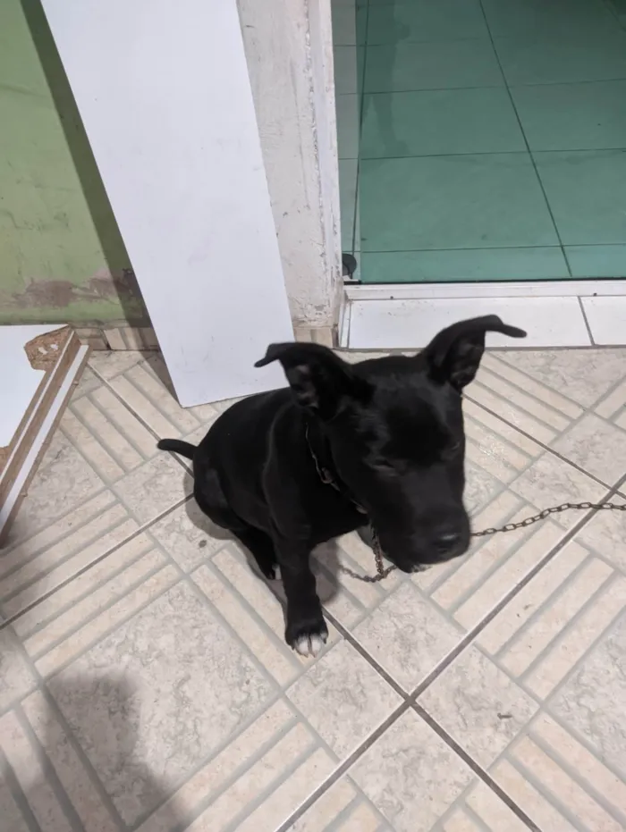 Cachorro ra a Pit-Bull idade 2 a 6 meses nome Thor