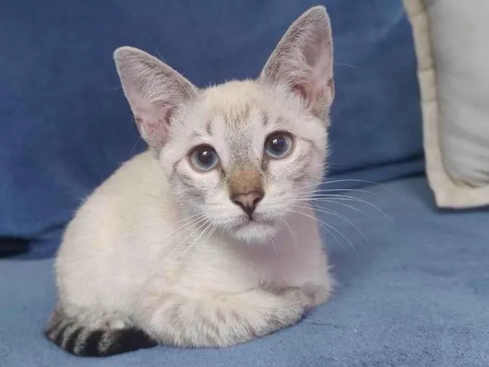 Gato ra a SRD-ViraLata idade 2 a 6 meses nome Filó 